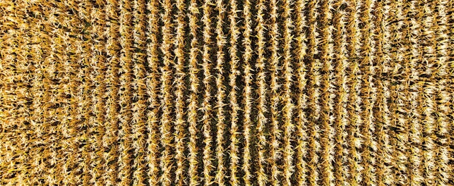 Proso, sorgo czy orkisz mogą stanowić alternatywę dla osób chcących zdrowiej się odżywiać.